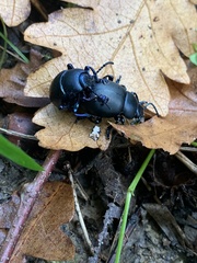 Timarcha tenebricosa