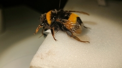 Bombus terrestris lusitanicus