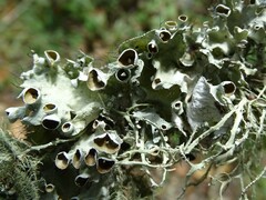 Parmotrema perforatum