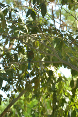 Eumomota superciliosa