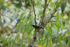 Ramphocelus carbo