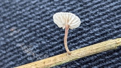 Crinipellis scabella