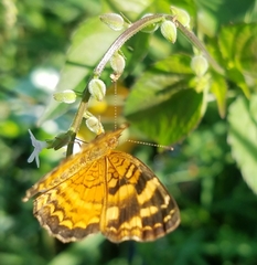 Anthanassa frisia