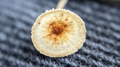 Crinipellis scabella