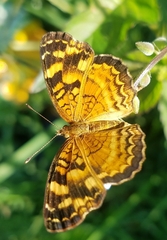 Anthanassa frisia