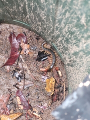 Scolopendra viridicornis