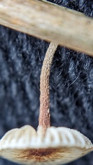 Crinipellis scabella