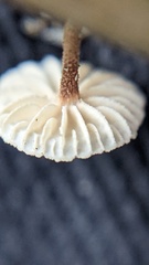 Crinipellis scabella