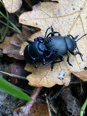 Timarcha tenebricosa