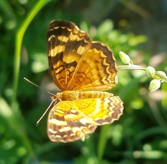 Anthanassa frisia