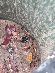 Scolopendra viridicornis