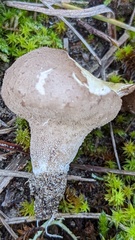 Lycoperdon lividum