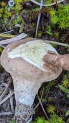 Lycoperdon lividum