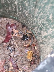 Scolopendra viridicornis