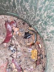 Scolopendra viridicornis
