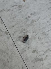 Harpalus pensylvanicus