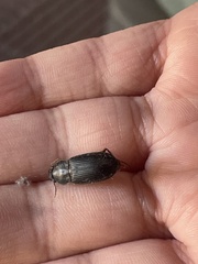 Harpalus pensylvanicus