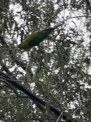 Psittacara holochlorus