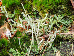 Cladonia ramulosa