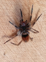 Phoneutria nigriventer