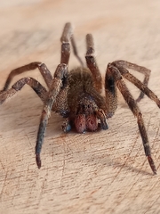 Phoneutria nigriventer