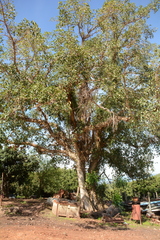 Ficus sycomorus