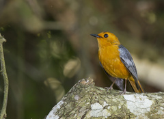 Cossypha natalensis natalensis