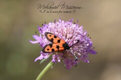 Zygaena algira