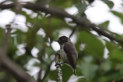 Picumnus dorbignyanus