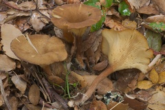 Infundibulicybe alkaliviolascens