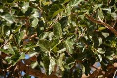 Ficus sycomorus