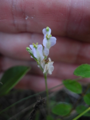 Burmannia biflora