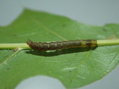 Zanclognatha dentata