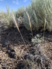 Elymus multisetus