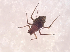 Euceraphis