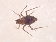 Euceraphis