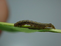 Zanclognatha dentata