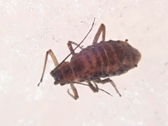 Euceraphis