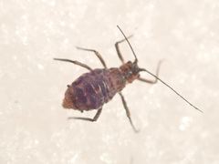 Euceraphis