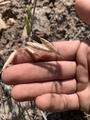 Bromus squarrosus