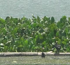 Gallinula tenebrosa