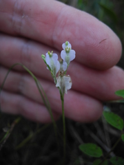 Burmannia biflora