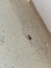 Camponotus decipiens