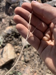 Bromus squarrosus