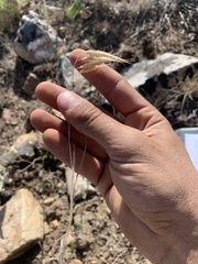 Bromus squarrosus
