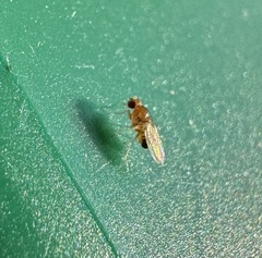 Drosophila