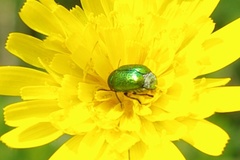 Cryptocephalus sericeus