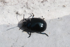 Chrysolina haemoptera