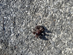 Antrodiaetus unicolor