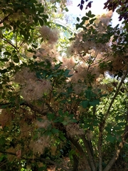 Cotinus